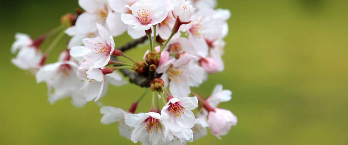 A cluster of white cherry blossoms with pink centers on a branch.