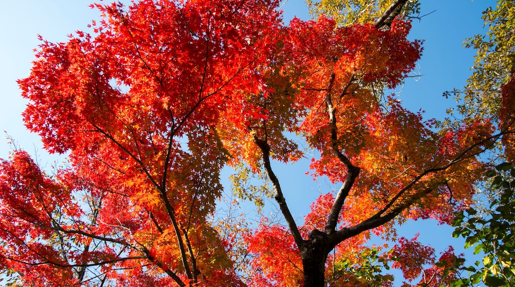 グリーンピア春日井の紅葉