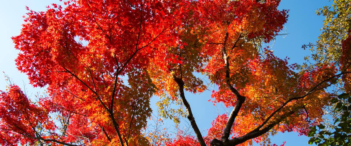 グリーンピア春日井の紅葉