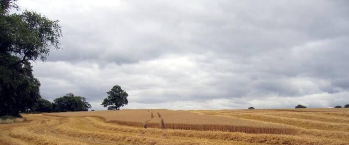 Harvesting in progress. In the field beside the lane to Whitehouse Farm.