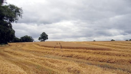Harvesting in progress. In the field beside the lane to Whitehouse Farm.