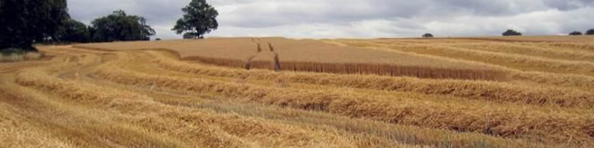 Harvesting in progress. In the field beside the lane to Whitehouse Farm.
