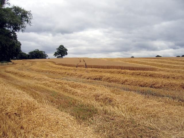 A field of golden wheat under a cloudy sky.