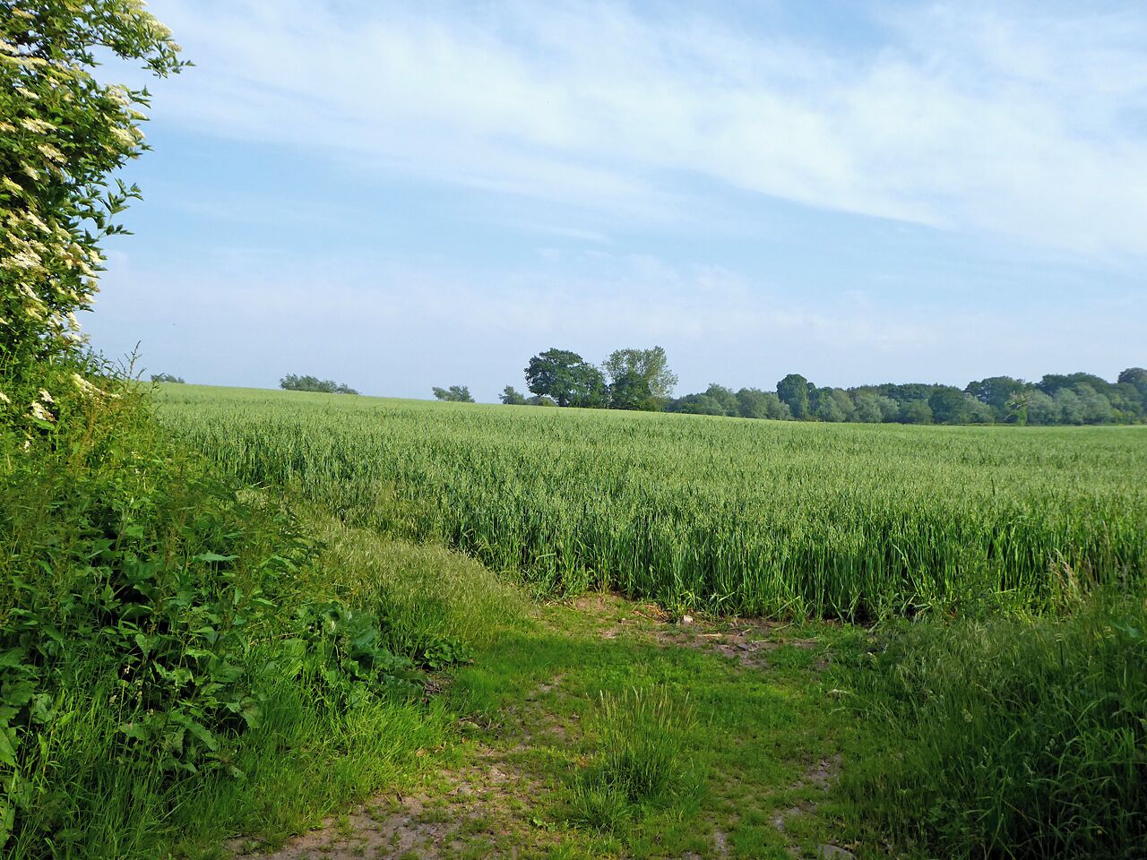 Oat field south of Brewood in Staffordshire