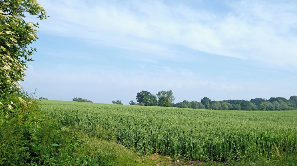 Oat field south of Brewood in Staffordshire