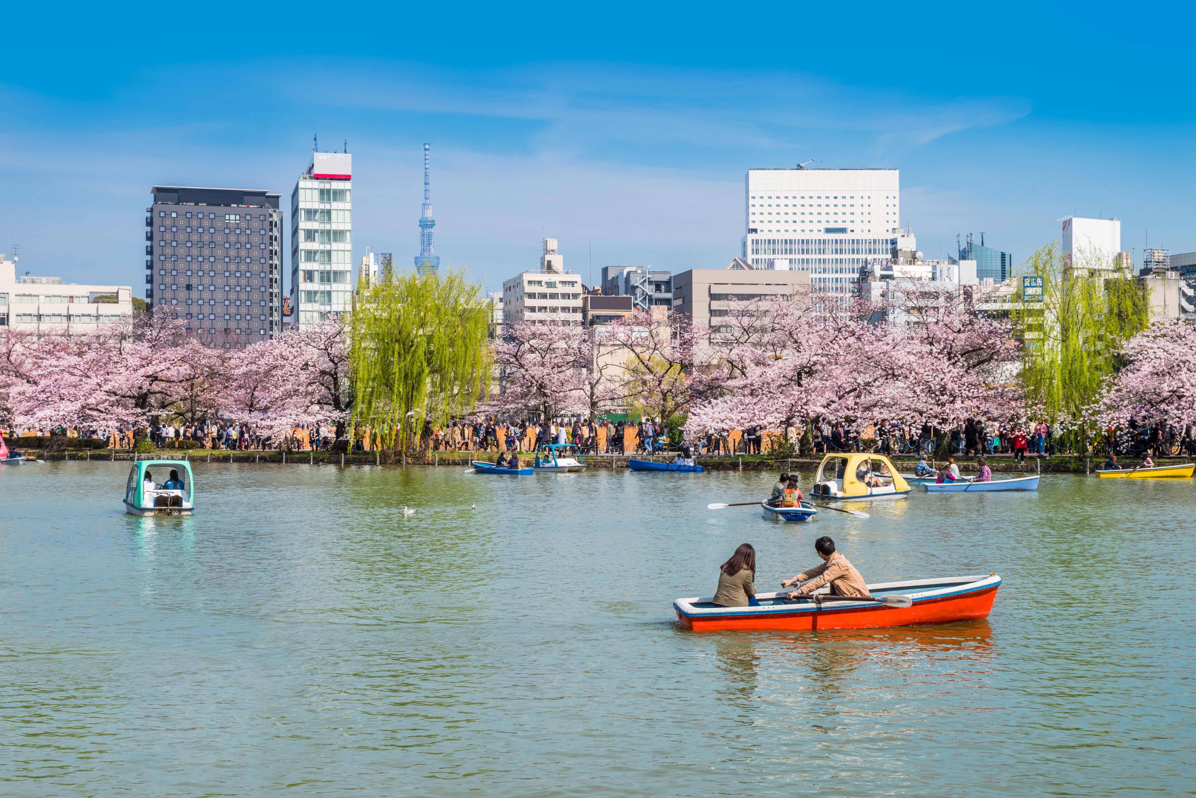 桜が満開の上野恩賜公園のボート池 / Scenery of "Shinobazu Pond" in Ueno Park where the cherry blossoms are in full bloom. Taito, Tokyo, Japan.