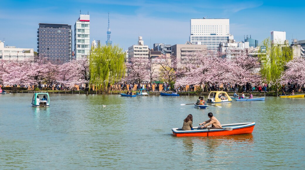 桜が満開の上野恩賜公園のボート池 / Scenery of "Shinobazu Pond" in Ueno Park where the cherry blossoms are in full bloom. Taito, Tokyo, Japan.