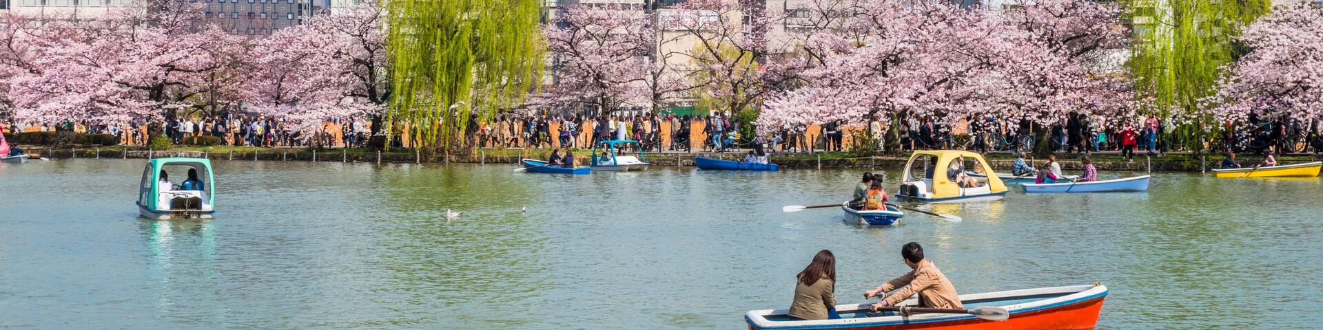 桜が満開の上野恩賜公園のボート池 / Scenery of "Shinobazu Pond" in Ueno Park where the cherry blossoms are in full bloom. Taito, Tokyo, Japan.