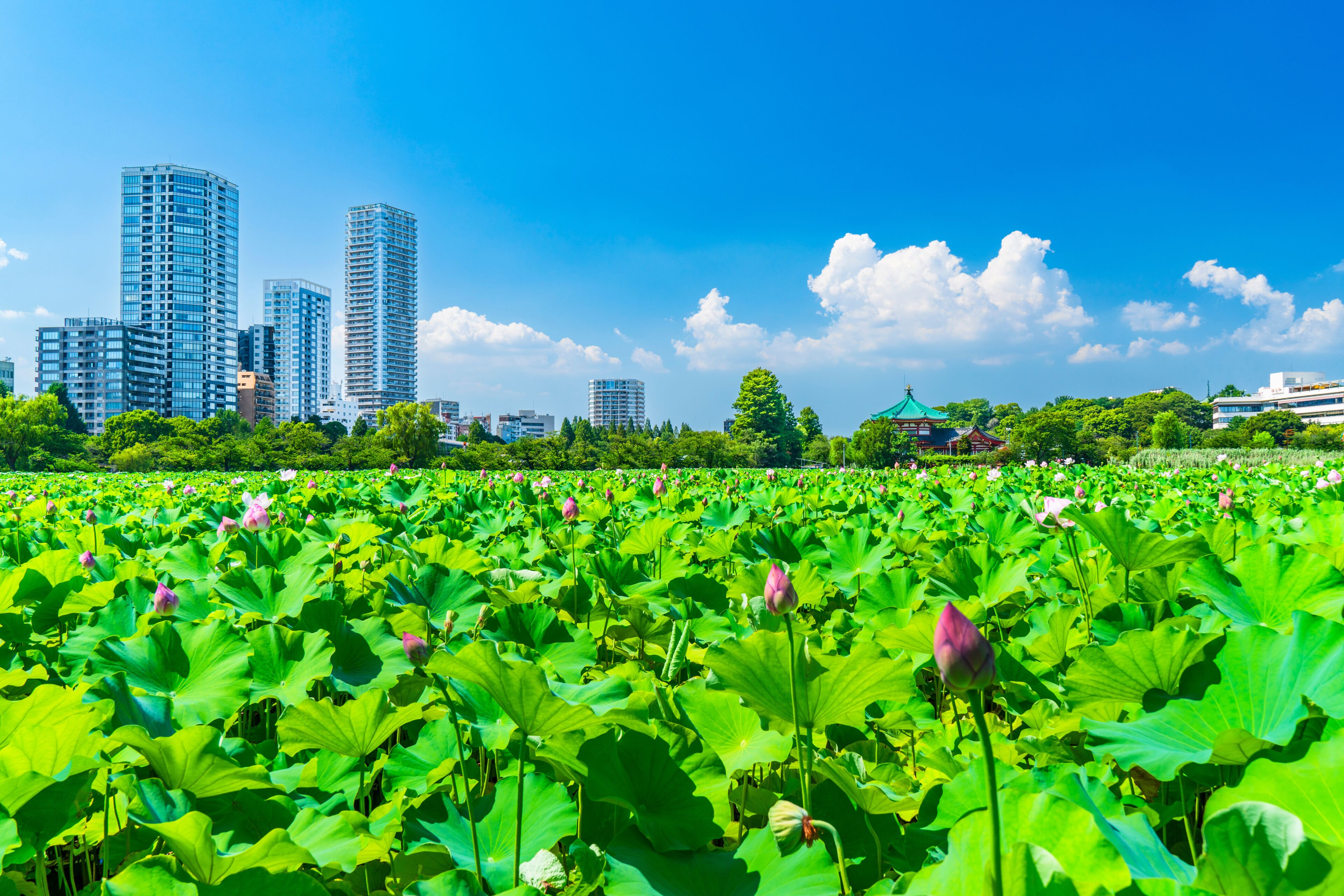Shinobazu Pond
