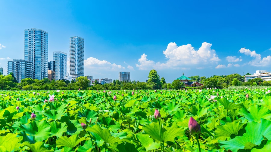 Shinobazu Pond