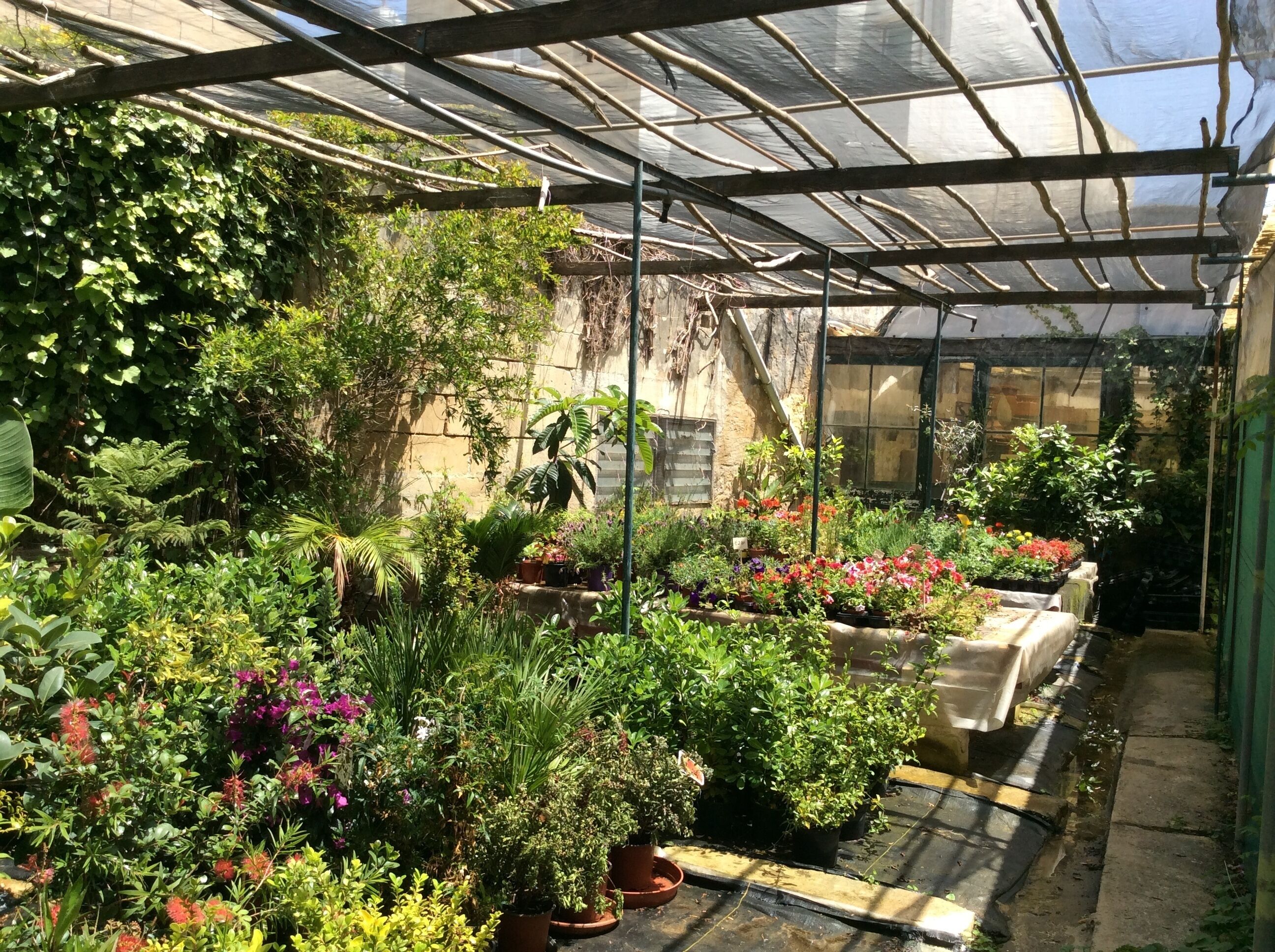 A greenhouse with various plants and flowers.
