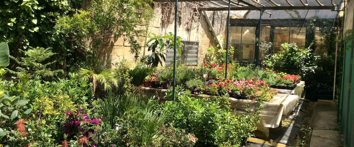 A greenhouse with various plants and flowers.