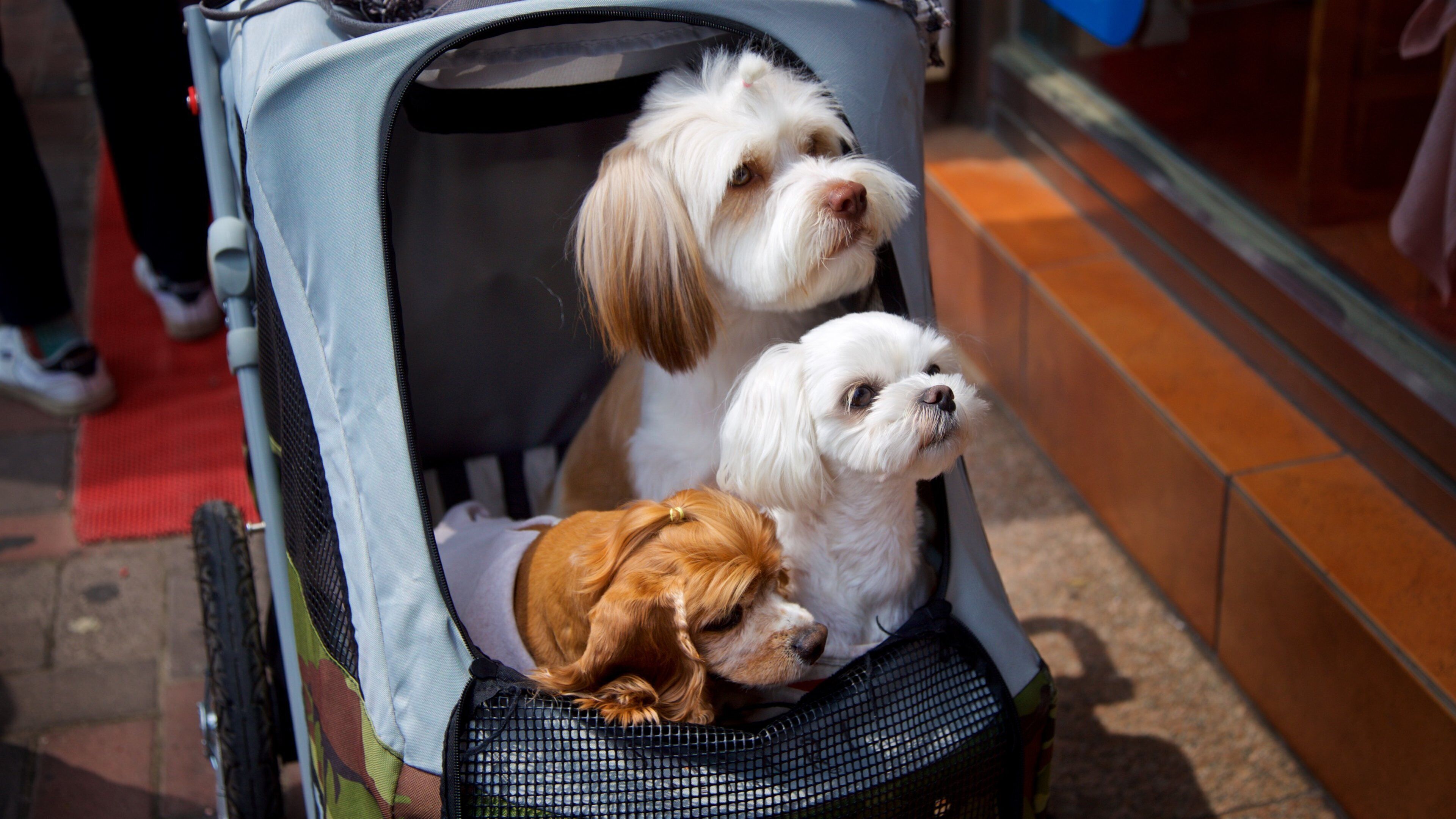 Tongyeong which includes cuddly or friendly animals