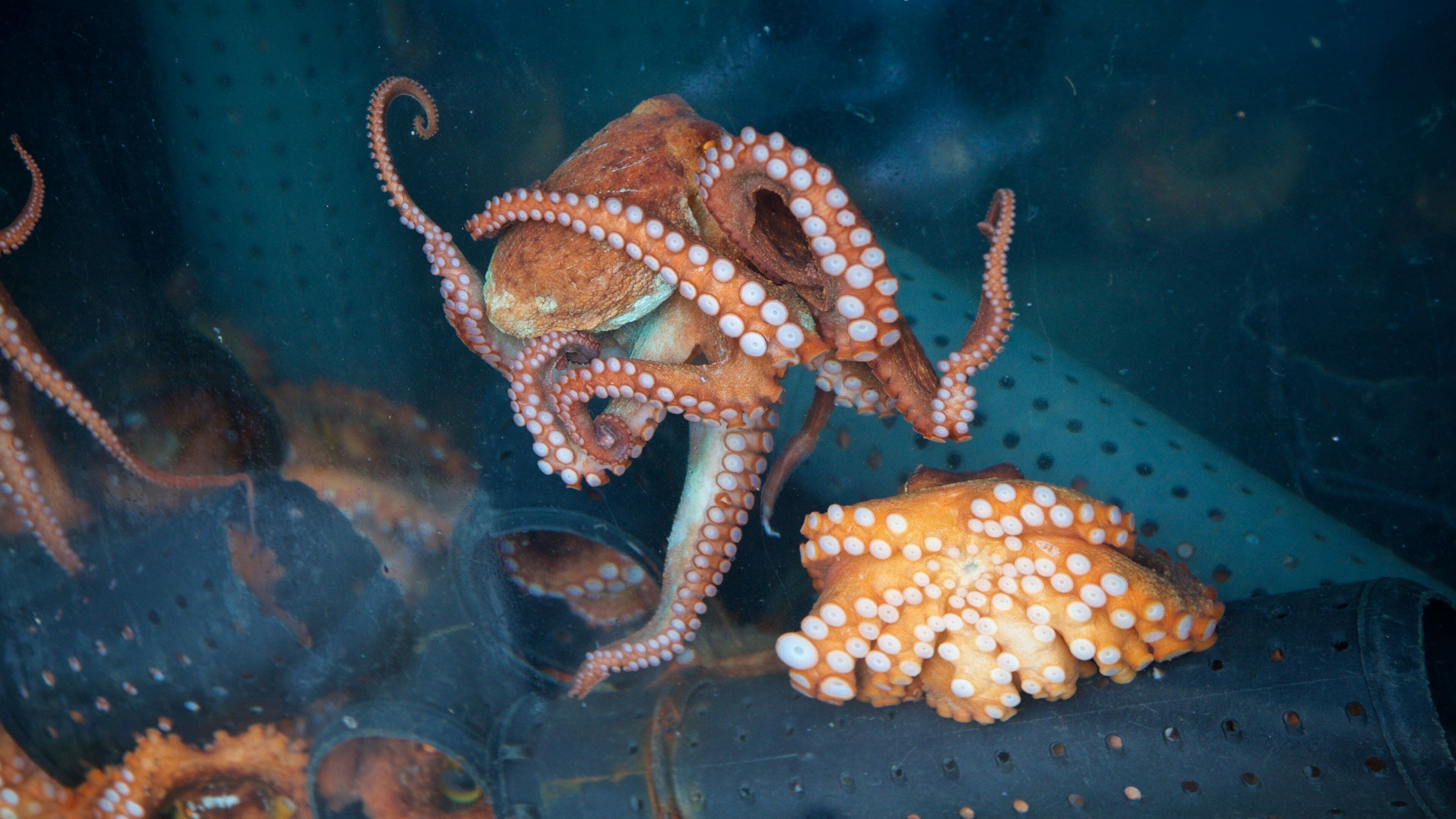 Tongyeong showing marine life