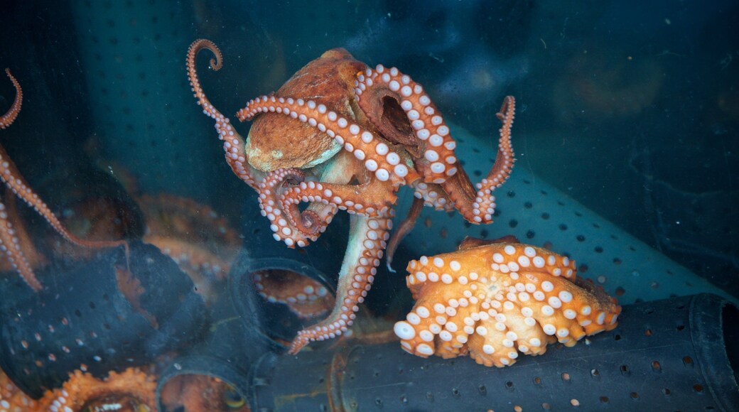 Tongyeong showing marine life