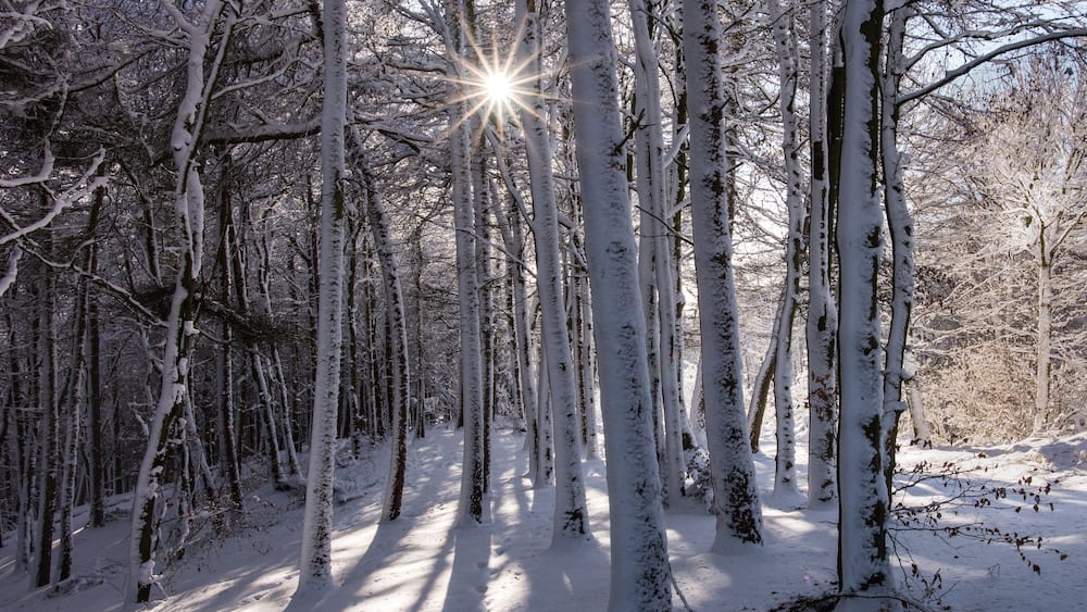 A snow-covered forest with tall trees and sunlight filtering through.