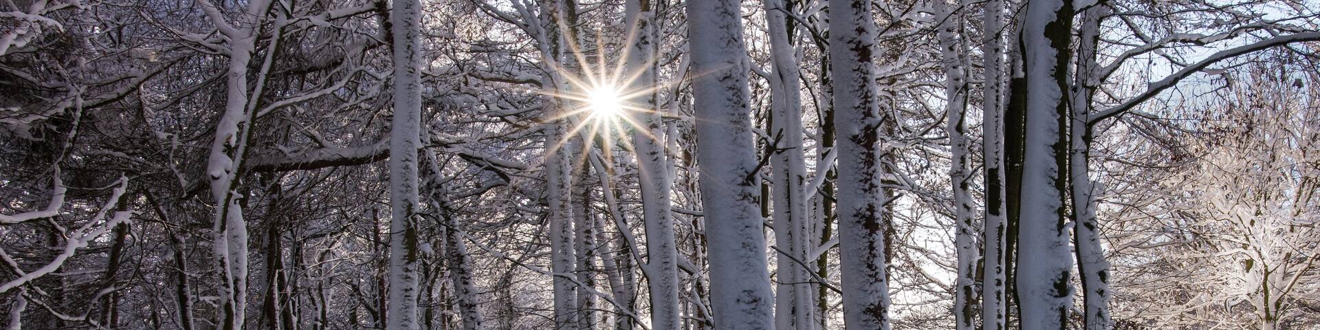 A snow-covered forest with tall trees and sunlight filtering through.