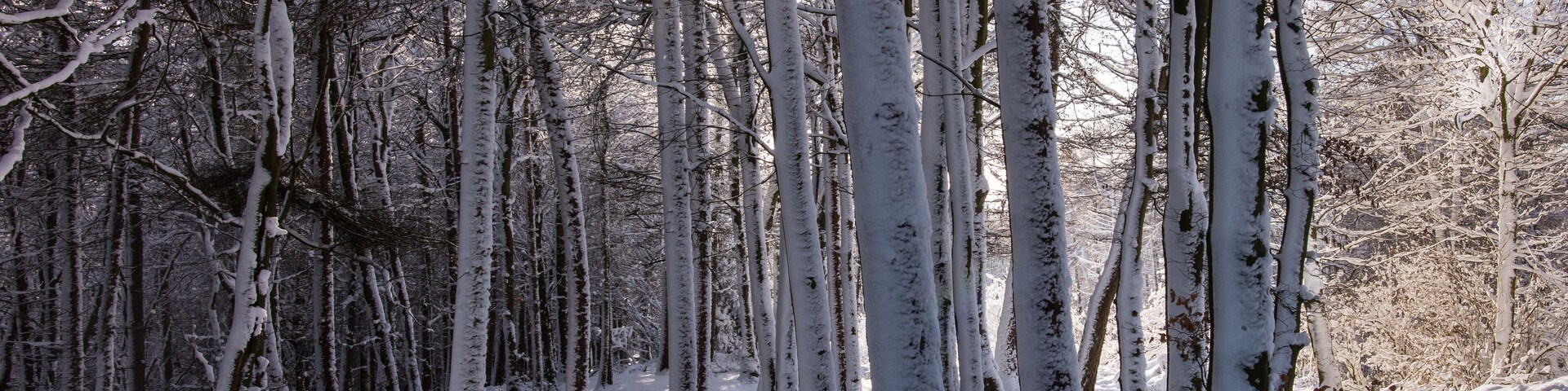 A snow-covered forest with tall trees and sunlight filtering through.