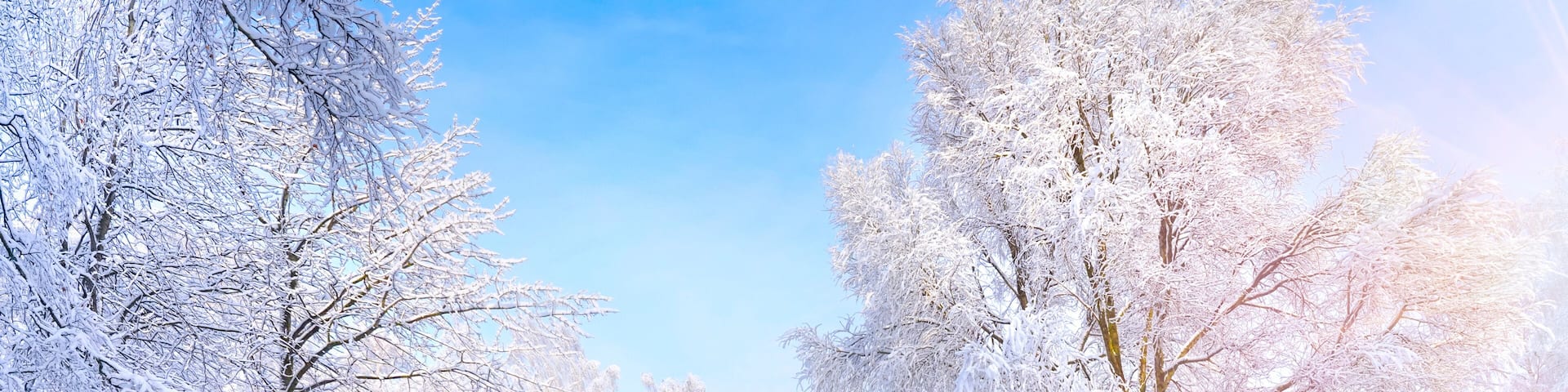 Beautiful pergola in a winter park in sunny weather against a blue sky in the morning at dawn. Trees in the snow in nature, a magical classic snowy winter.