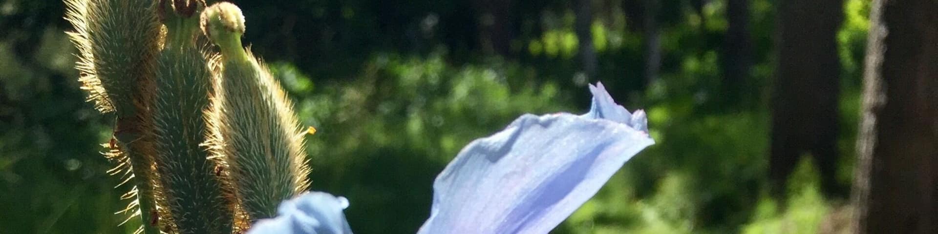 Native to the high alpine valleys of the Himalayas. Elsie Redford, the creator of this garden imported some seeds in the 1930's and the flowers are still grown here.