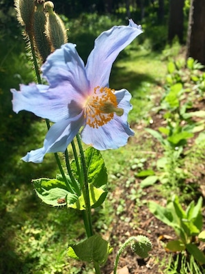 Native to the high alpine valleys of the Himalayas. Elsie Redford, the creator of this garden imported some seeds in the 1930's and the flowers are still grown here.