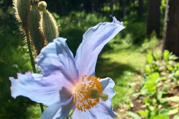 Native to the high alpine valleys of the Himalayas. Elsie Redford, the creator of this garden imported some seeds in the 1930's and the flowers are still grown here.