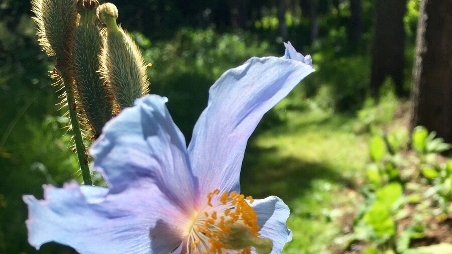 Native to the high alpine valleys of the Himalayas. Elsie Redford, the creator of this garden imported some seeds in the 1930's and the flowers are still grown here.