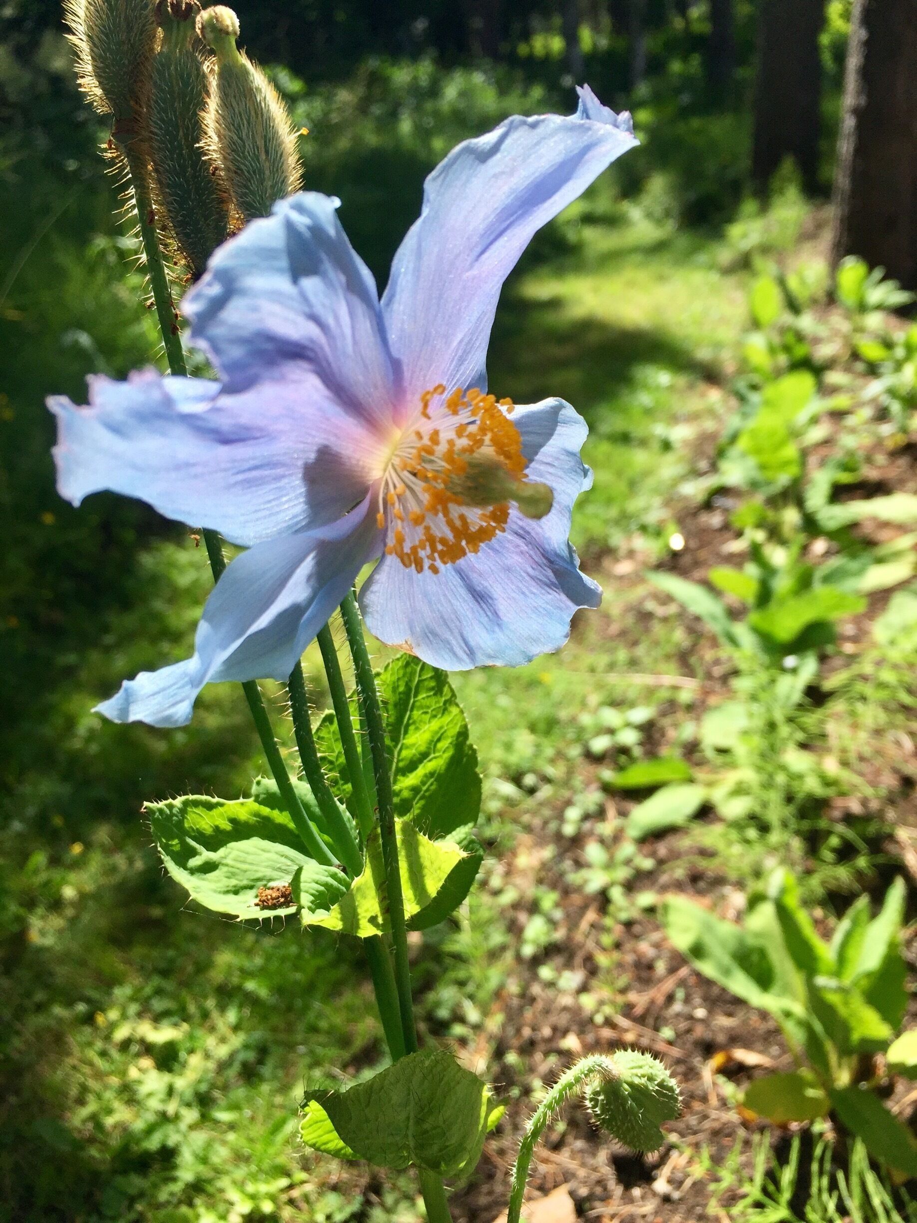 A single light blue flower with yellow stamens, surrounded by green foliage and a blurred natural background.