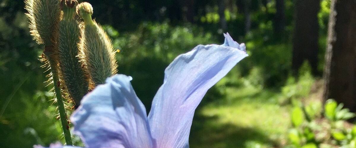 A single light blue flower with yellow stamens, surrounded by green foliage and a blurred natural background.