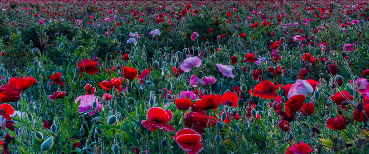 Kokai River Fureai Park / Poppies and Mt. Tsukuba / before dawn