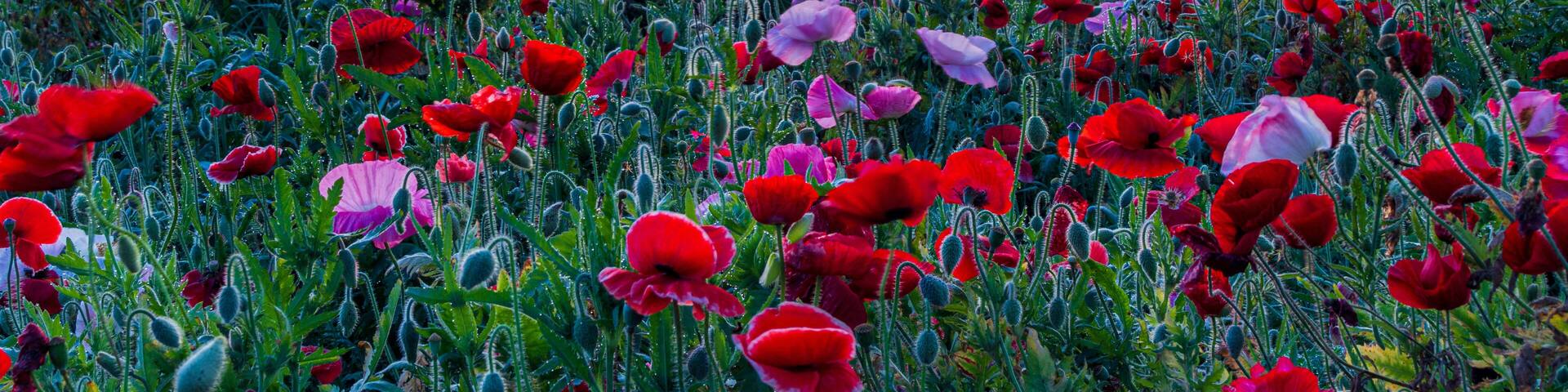 Kokai River Fureai Park / Poppies and Mt. Tsukuba / before dawn
