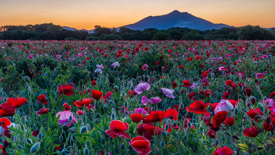 Kokai River Fureai Park / Poppies and Mt. Tsukuba / before dawn