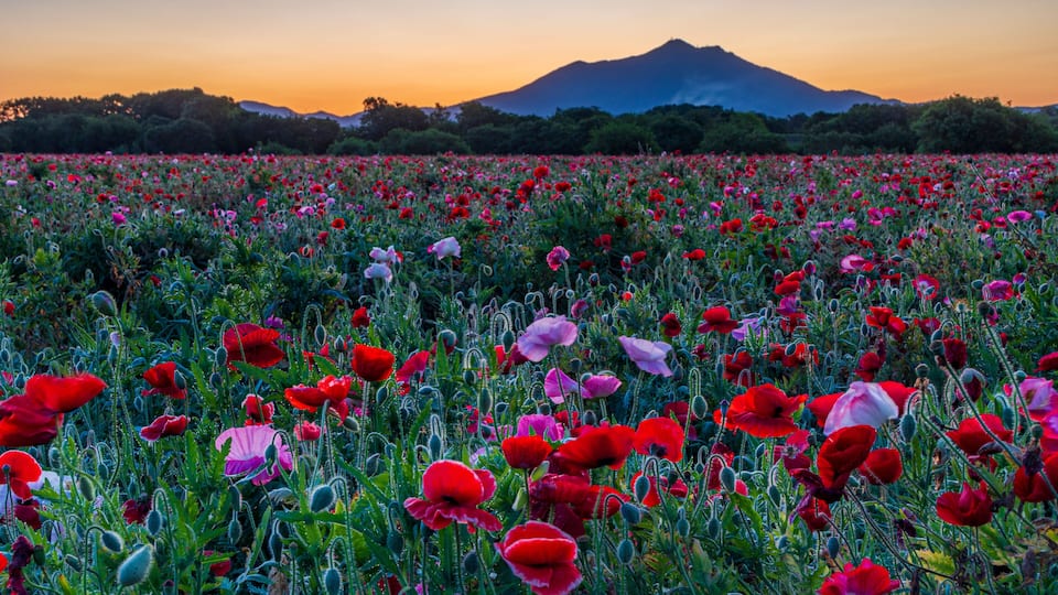 A field of poppies at sunset with a mountain in the background.