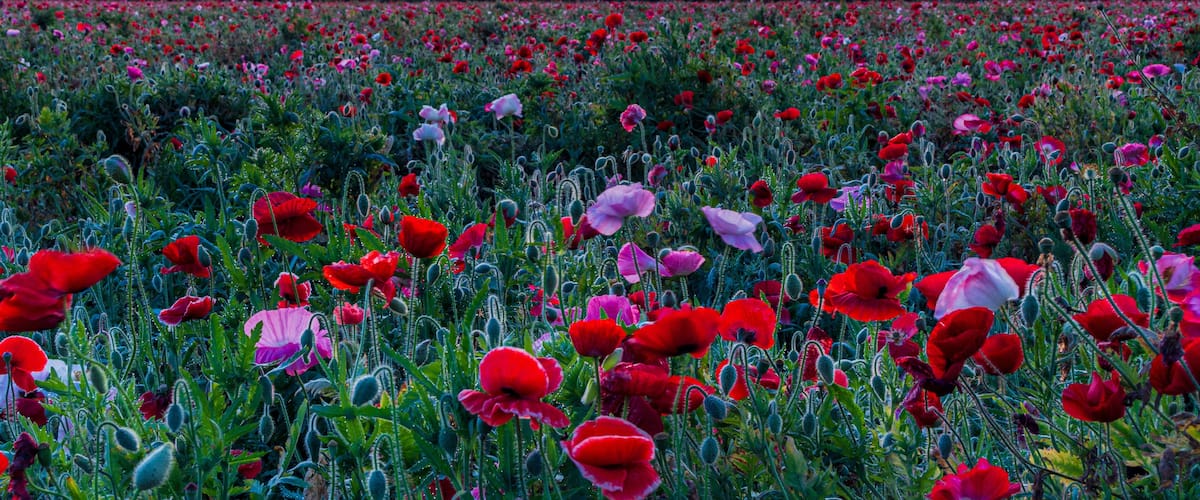 A field of poppies at sunset with a mountain in the background.