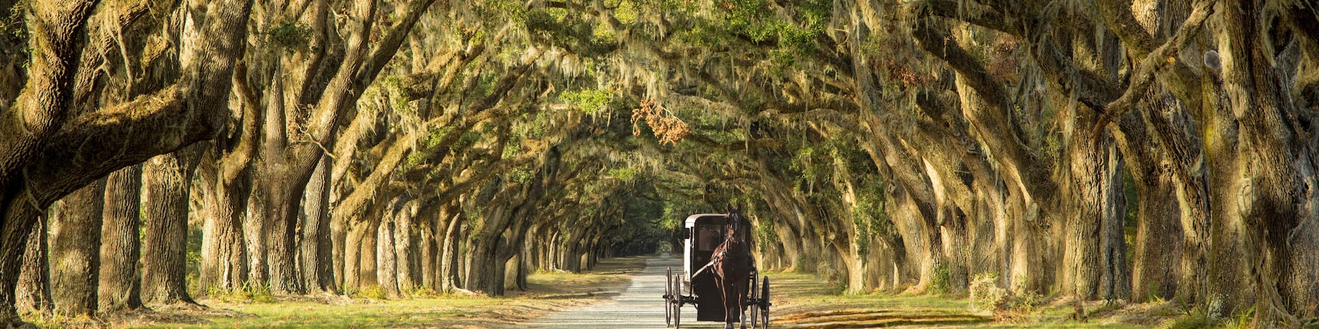 Horse drawn carriage on plantation