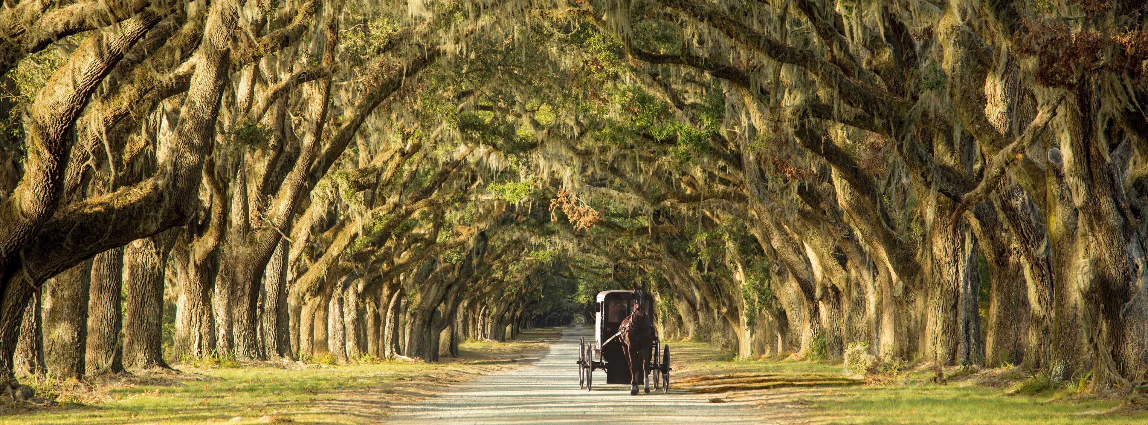 A horse-drawn carriage on a tree-lined road.