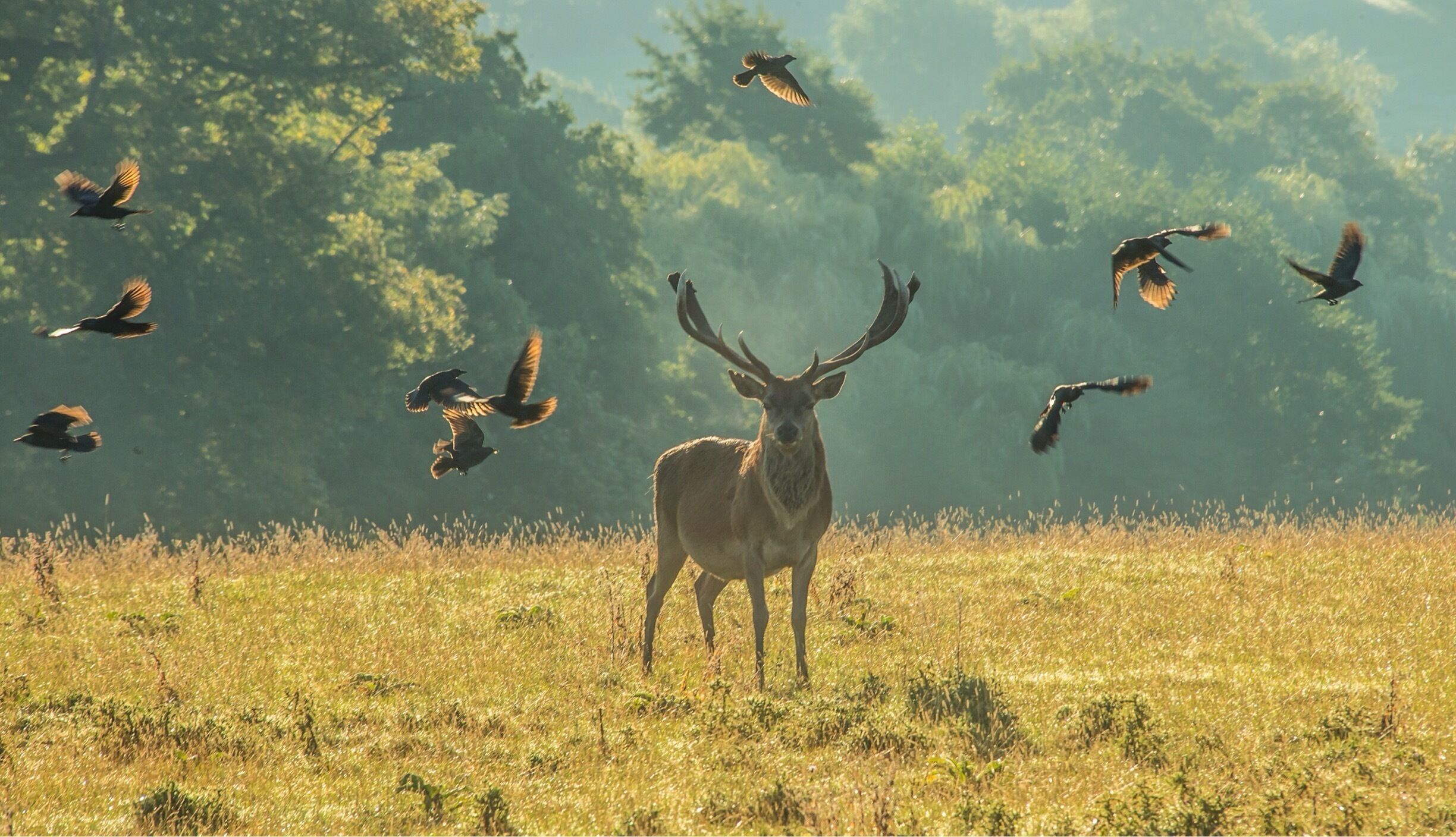 I took this shot early morning the birds are Jackdaws some of them on the Stag picking insects. The Deer tolerate a certain amount then shake them off