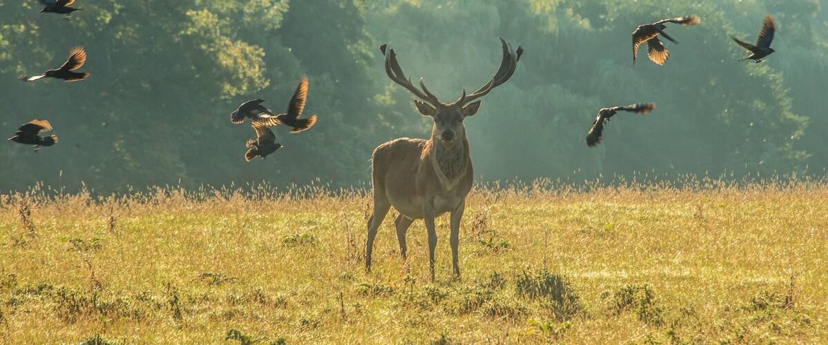 I took this shot early morning the birds are Jackdaws some of them on the Stag picking insects. The Deer tolerate a certain amount then shake them off