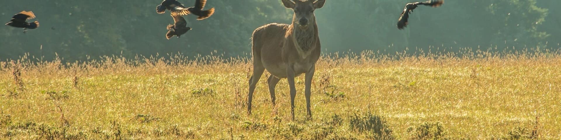 I took this shot early morning the birds are Jackdaws some of them on the Stag picking insects. The Deer tolerate a certain amount then shake them off