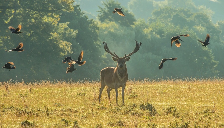 I took this shot early morning the birds are Jackdaws some of them on the Stag picking insects. The Deer tolerate a certain amount then shake them off