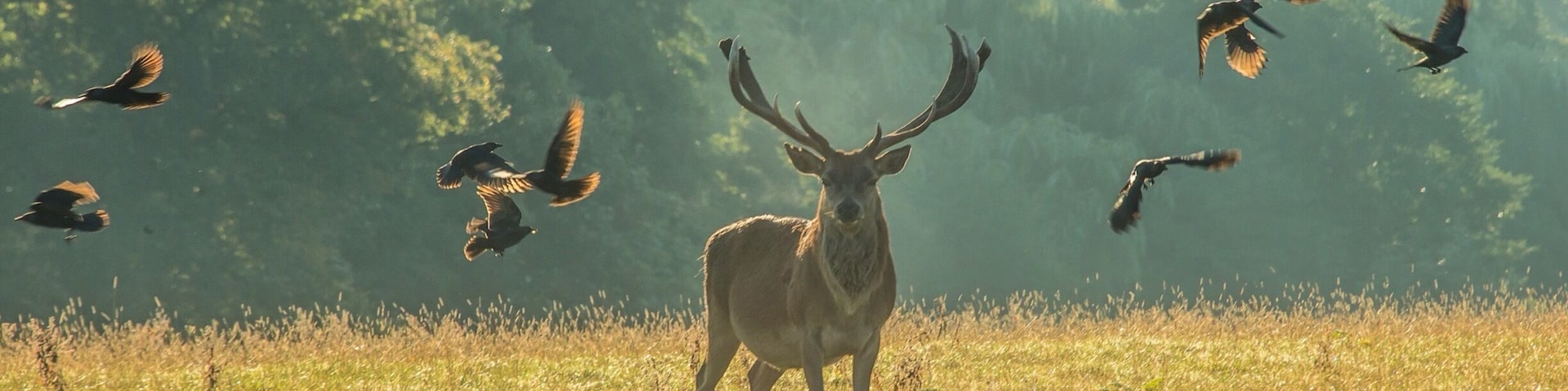 I took this shot early morning the birds are Jackdaws some of them on the Stag picking insects. The Deer tolerate a certain amount then shake them off