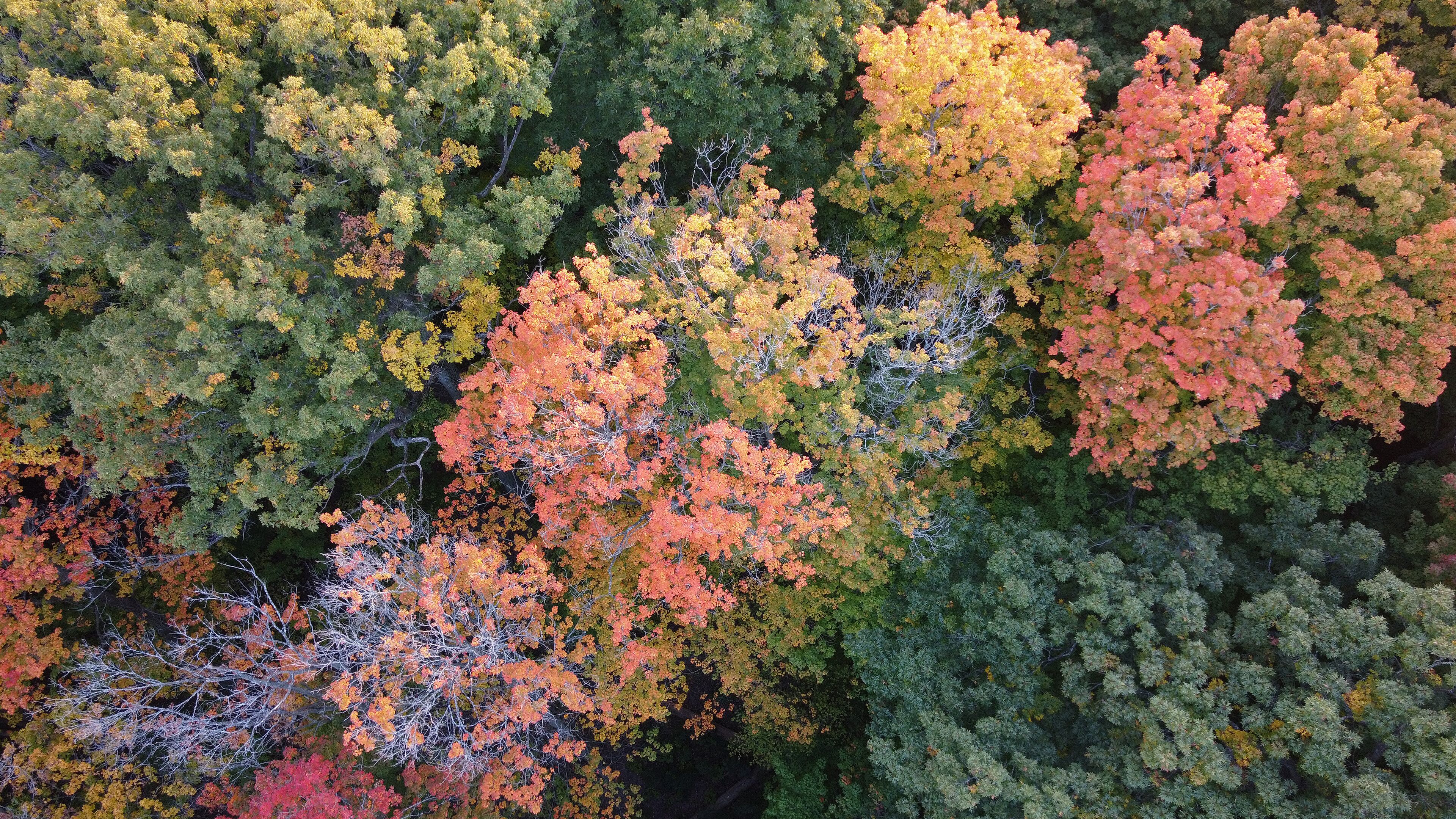 Southeast Michigan forest fall colors from a drone
