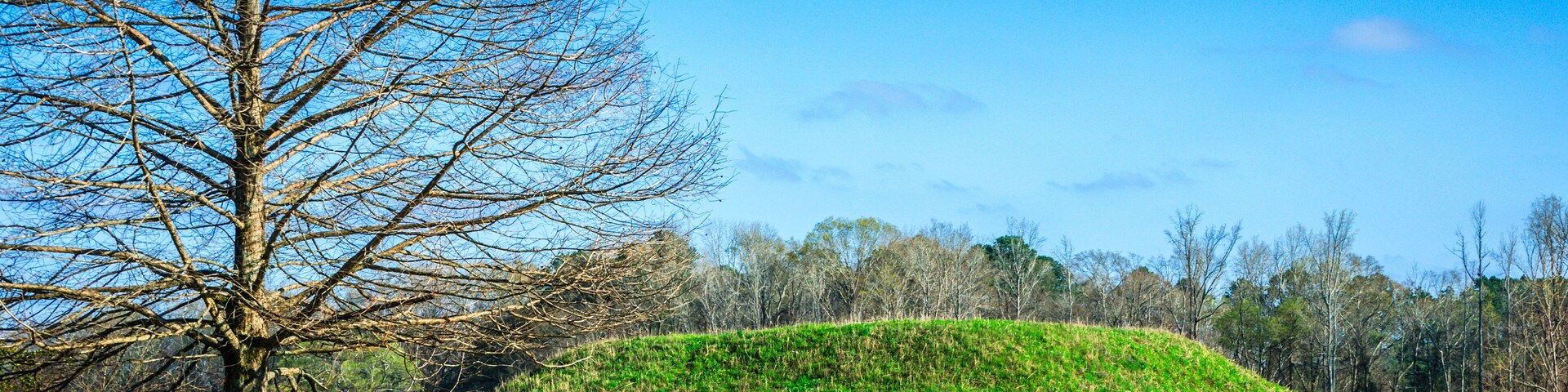A leafless tree in a grassy field with a hill and a body of water in the background.