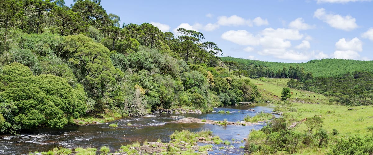 A river flowing through a forested area with green grass and trees.