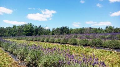 Lavender Fields, Burlington