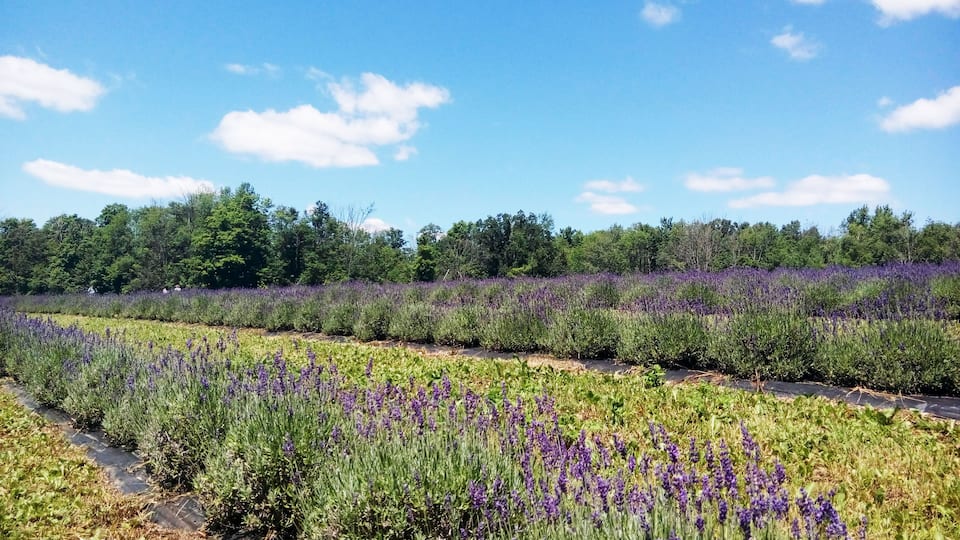 A lavender field with a forest in the background.