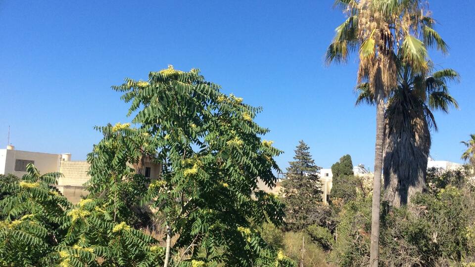 A palm tree and a tree with yellow flowers in a garden.