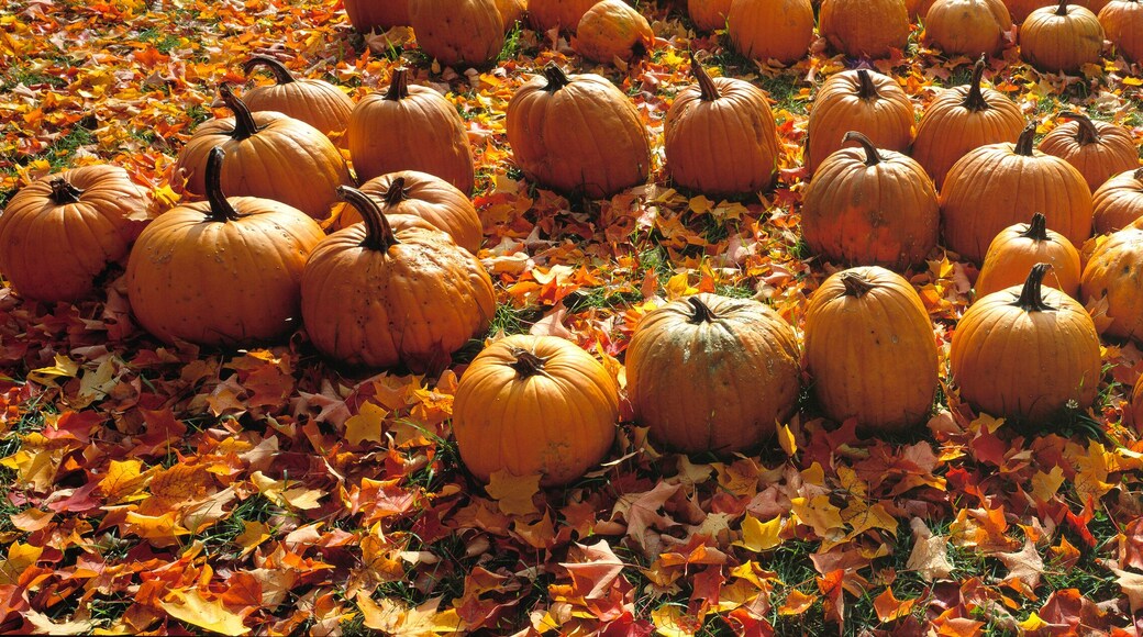 USA, Massachusetts, Shelburne Falls. A roadside stand sells golden pumpkins near Shelburne Falls, in western Massachusetts.