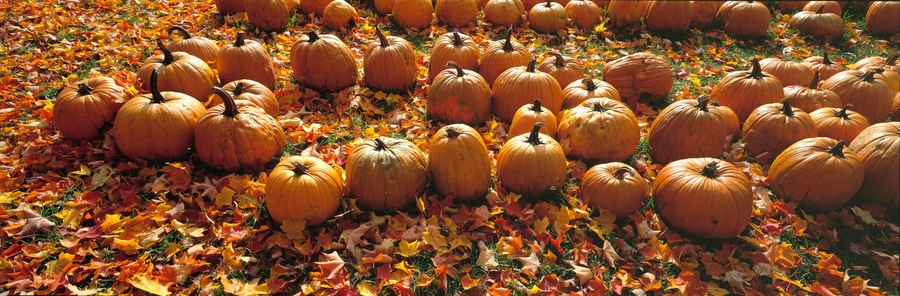 USA, Massachusetts, Shelburne Falls. A roadside stand sells golden pumpkins near Shelburne Falls, in western Massachusetts.