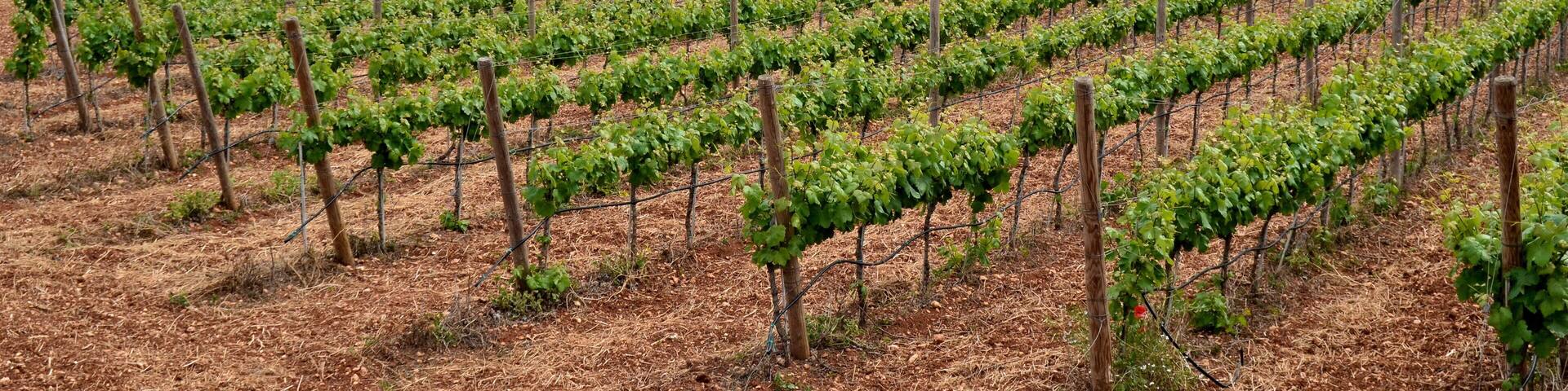 Vineyards near Żejtun, Malta